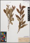 Foto von Salix caprea L. x Salix purpurea L.